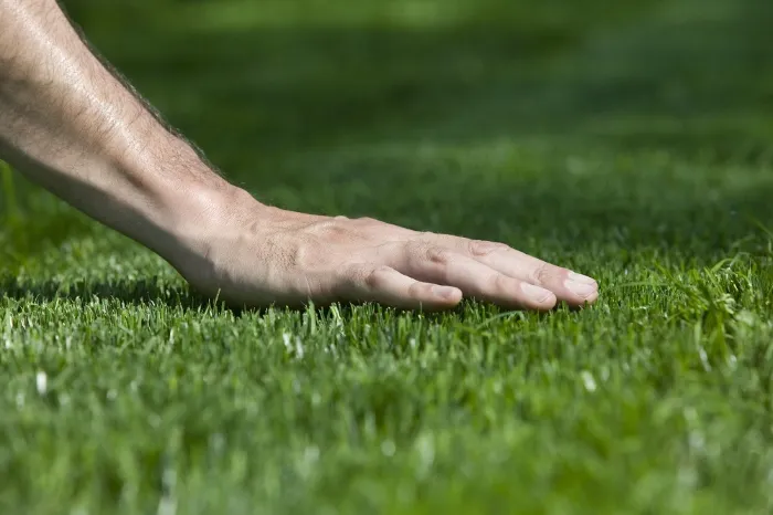 Lawn Care Services