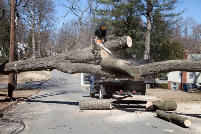 Tree Cutting Service