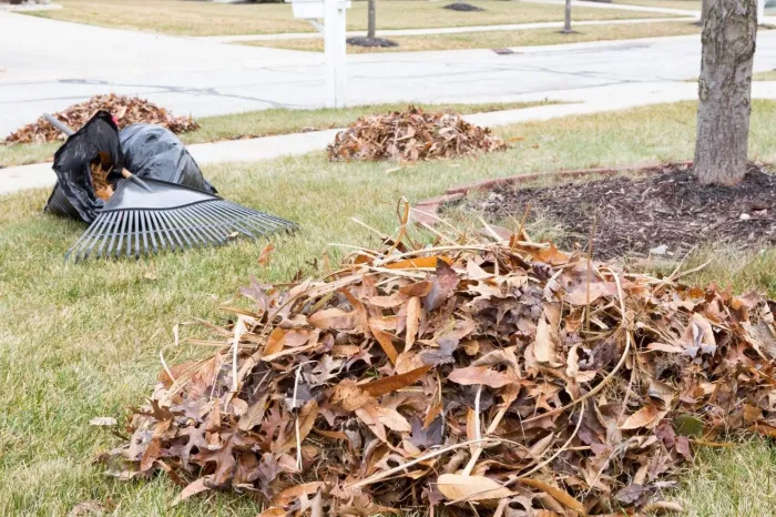 Yard Cleanup